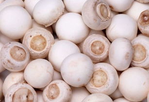 最佳饮食结构菇类不可少 7种菇类的神奇功效